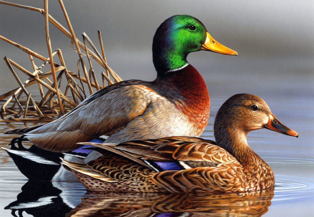 Mallard-duck