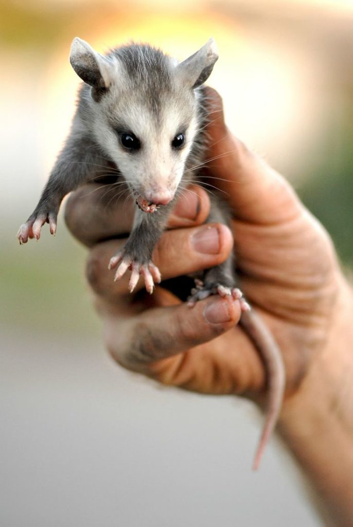 Opossum