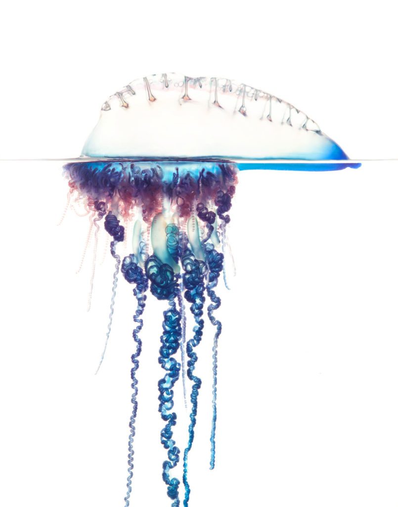 Portuguese-Man-Of-War