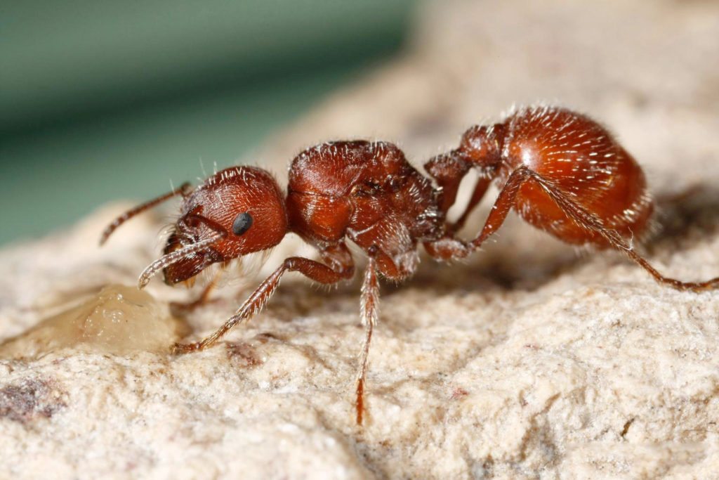 Red-Ant