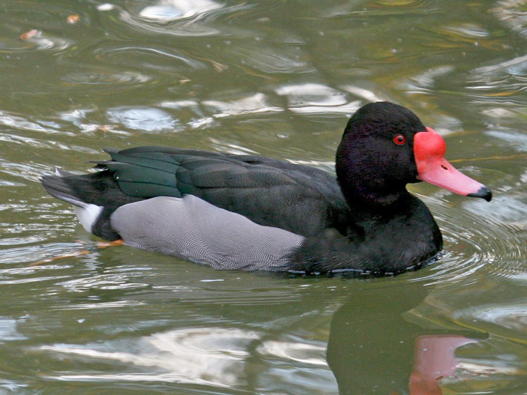 Rosy-billed-pochard