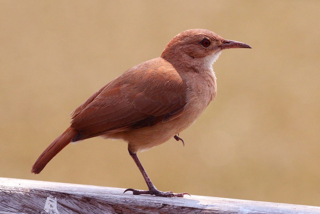 Rufous-hornero