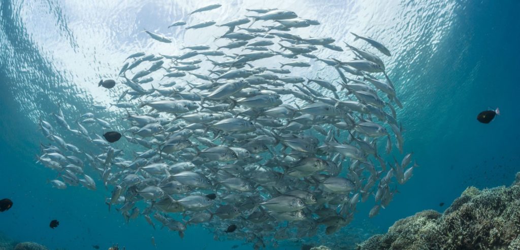 Schooling Fish