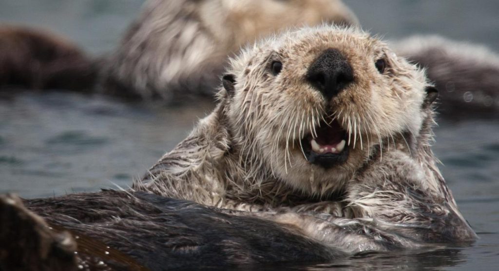 Southern sea otter