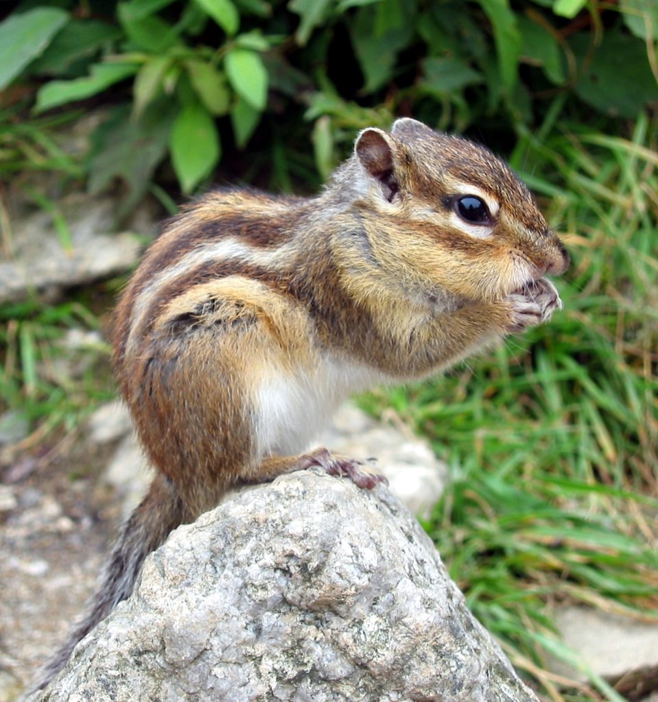 Siberian-Chipmunk