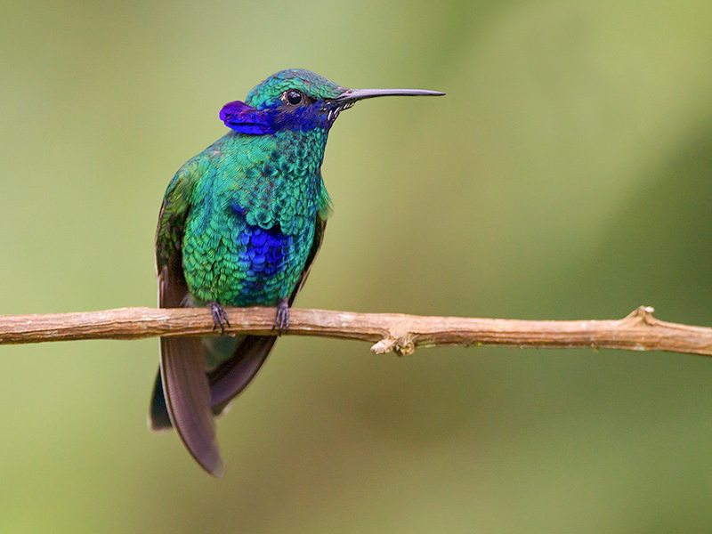 Sparkling-violet-ear