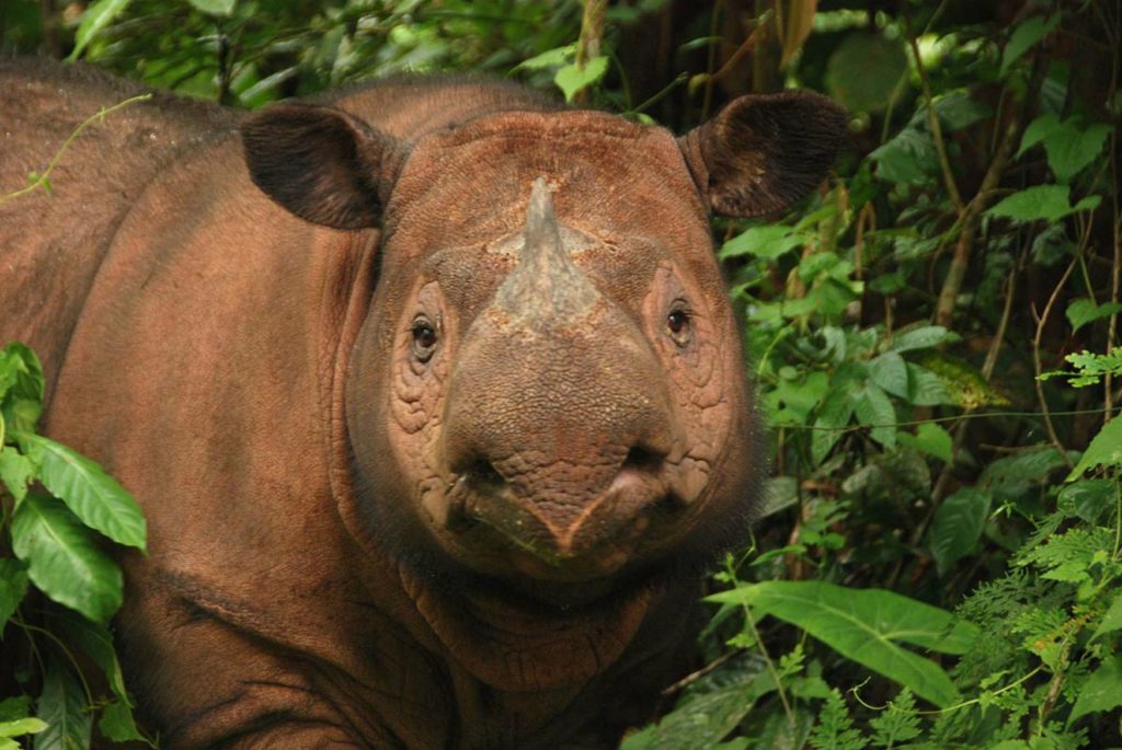 The Sumatran rhino