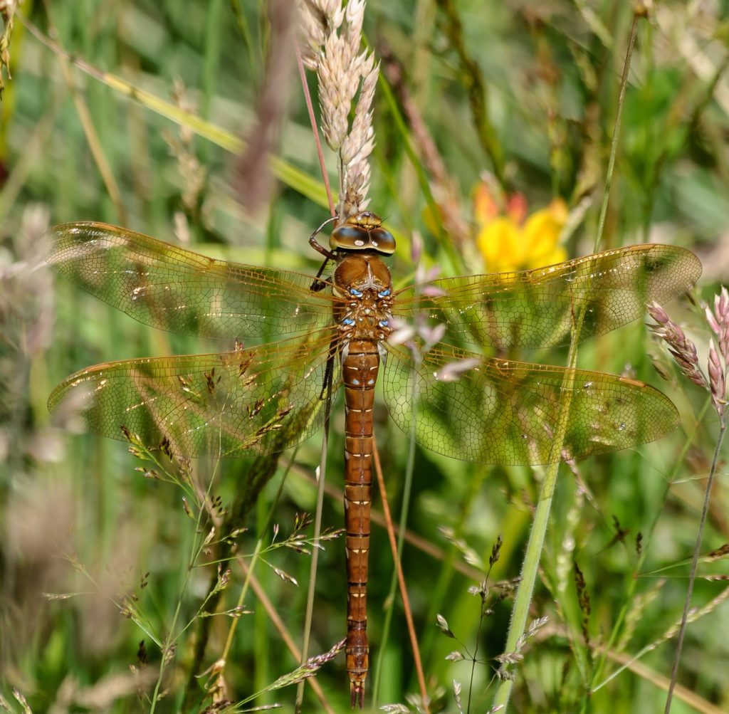 Temperature-regulation