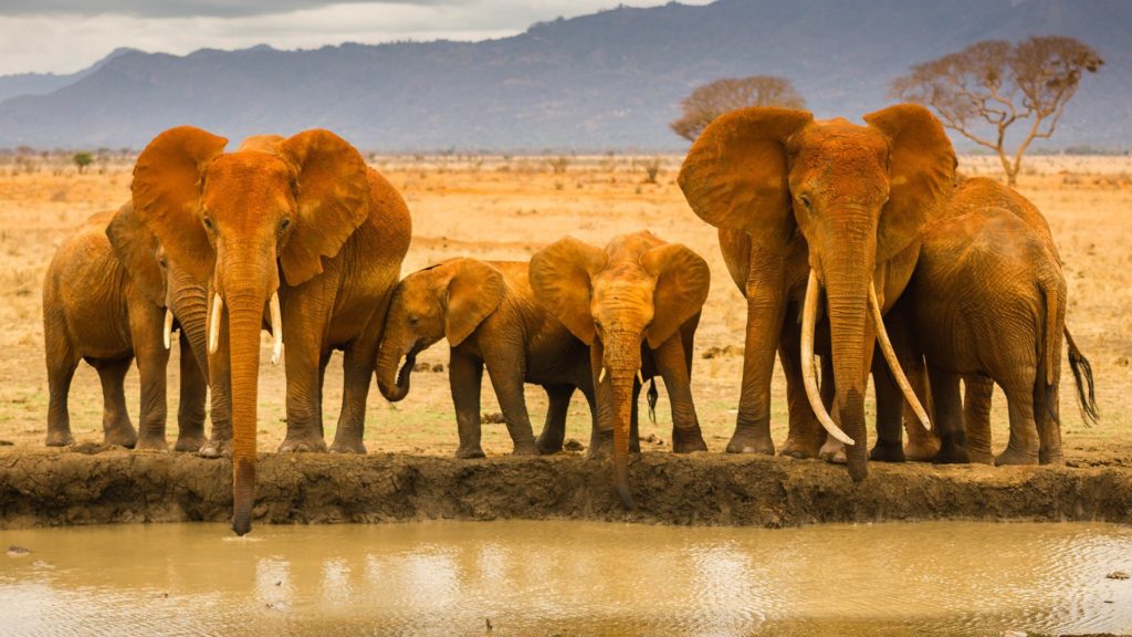 african-elephant-family