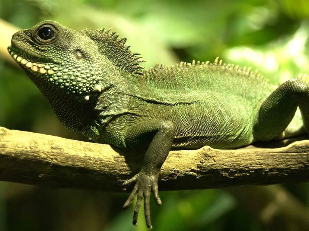 baby-green-iguana-wallpaper-3