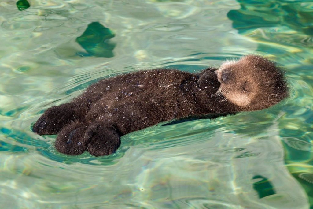 Sea otters rarely venture further than about 1 km (0.6mi) from the coastline