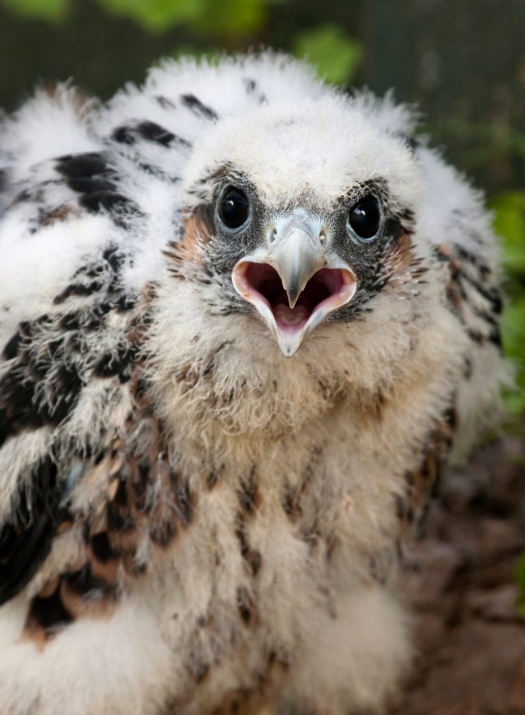 Baby Peregrine