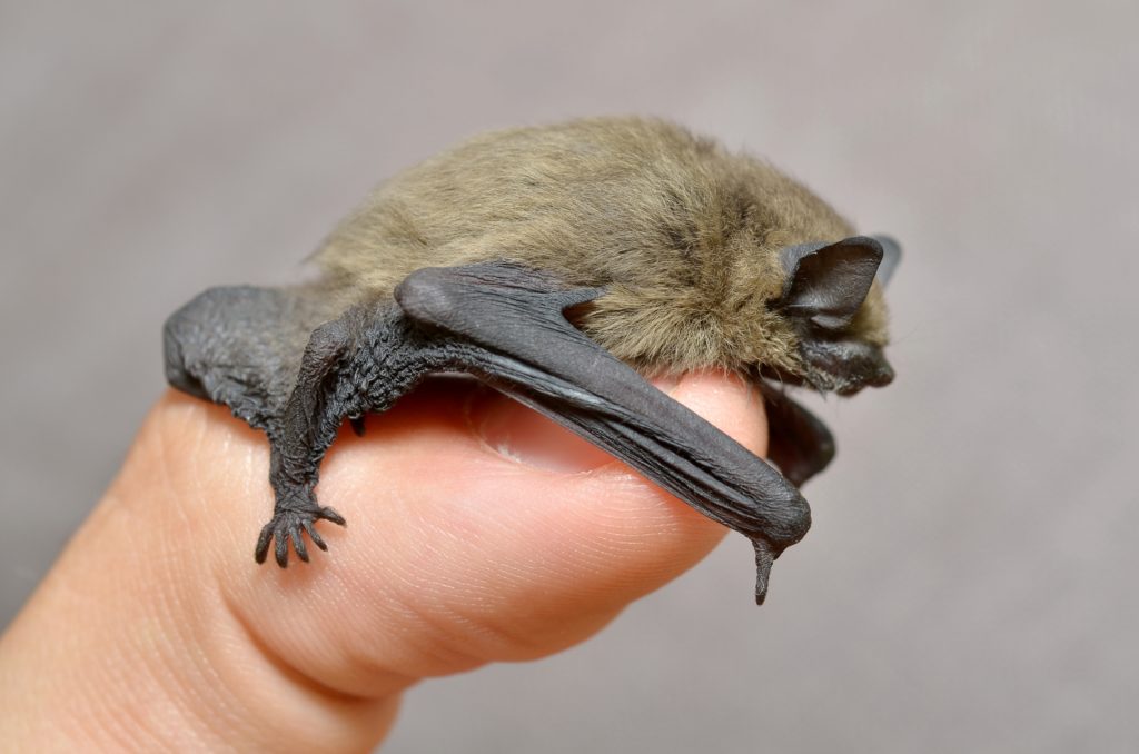 Pipistrellus pipistrellus