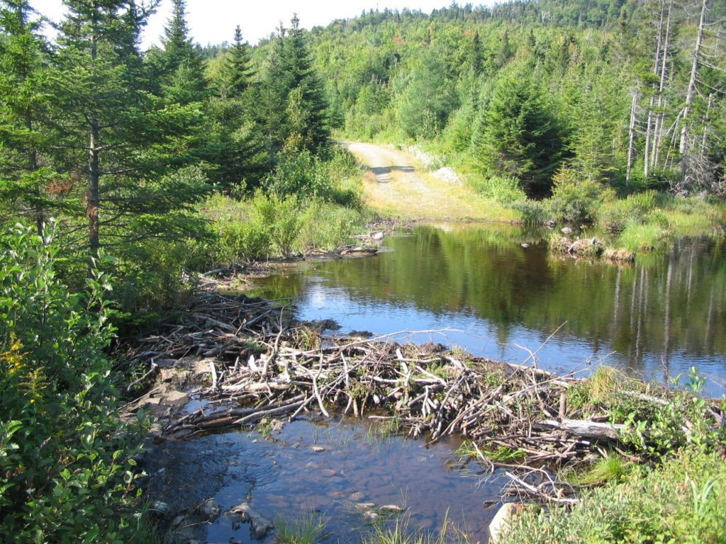 beaver-dam