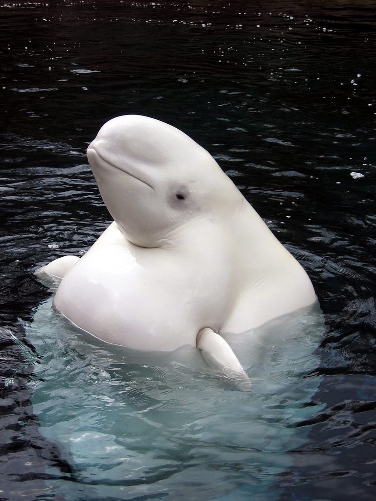 beluga