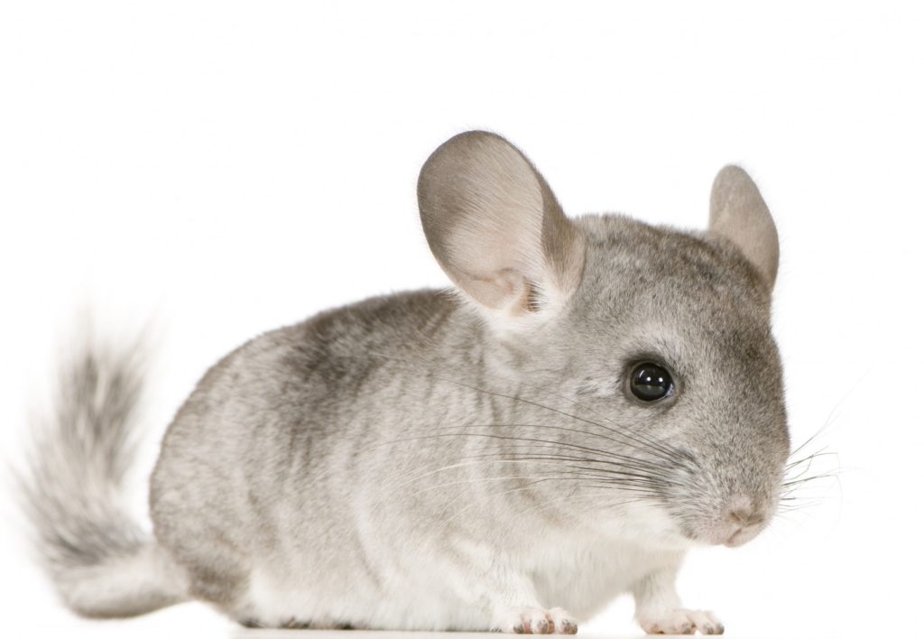 chinchilla