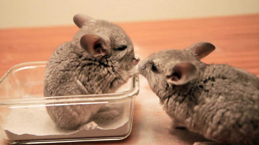 chinchillas