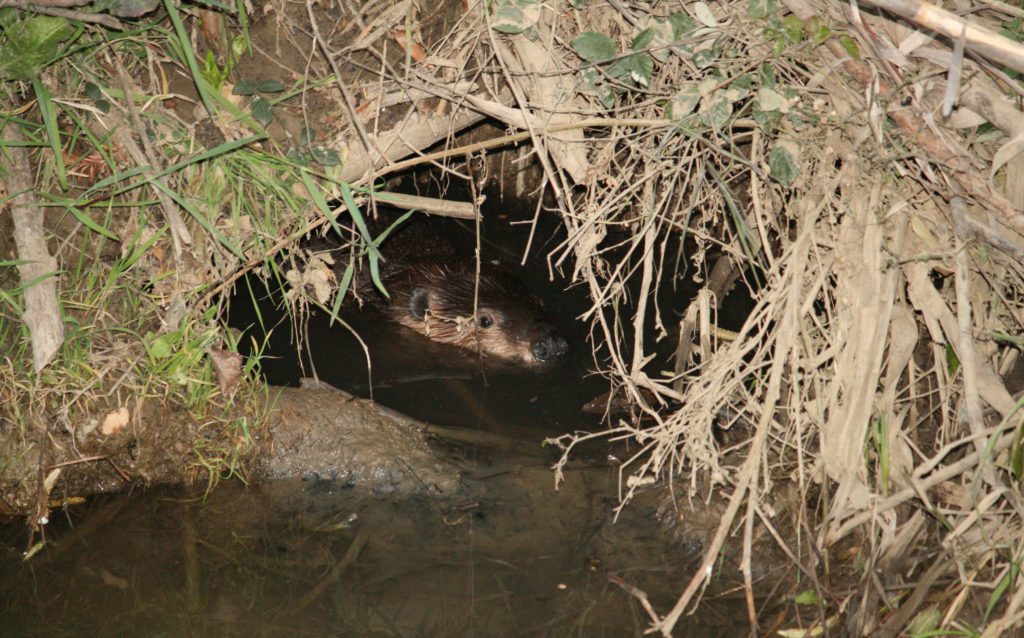 dad-watching-from-the-old-lodge