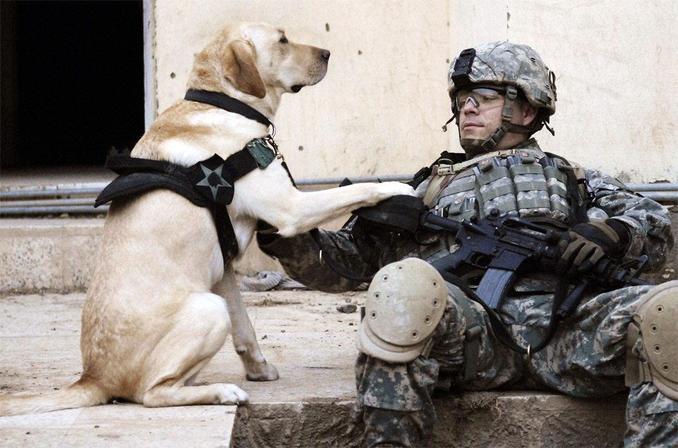 dog-owner-loyal-soldier