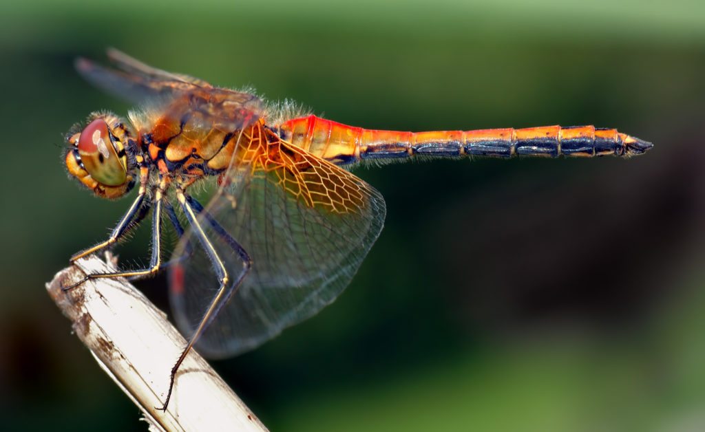 Found throughout the UK, the southern hawker is a large and highly territorial dragonfly species