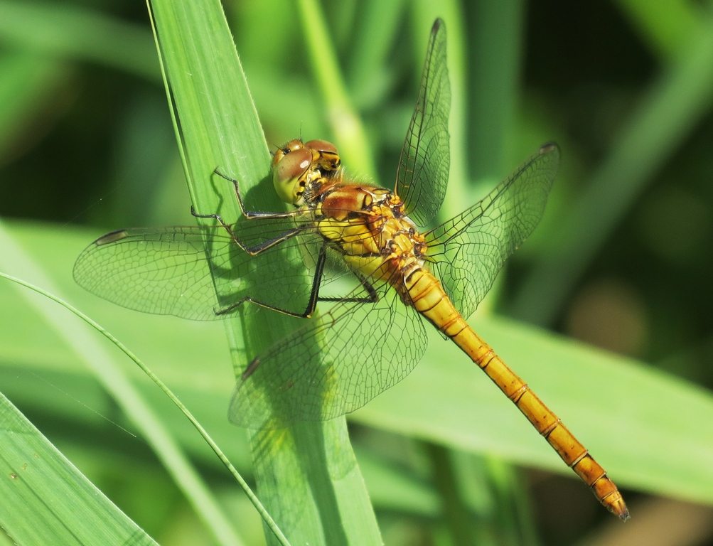 Dragonflies breath through pores in their exoskeleton known as tracheae
