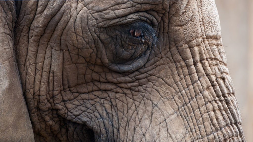 elephant-eye