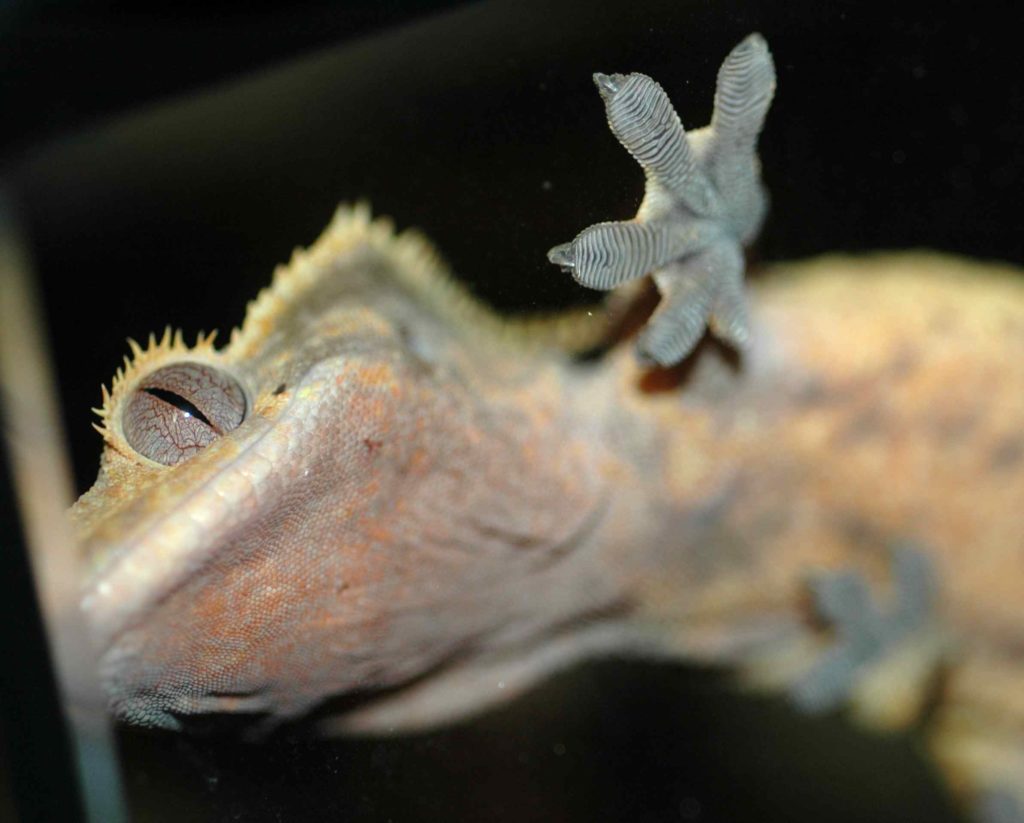 Geckos' feet stick to surfaces when needed, but peel away at will