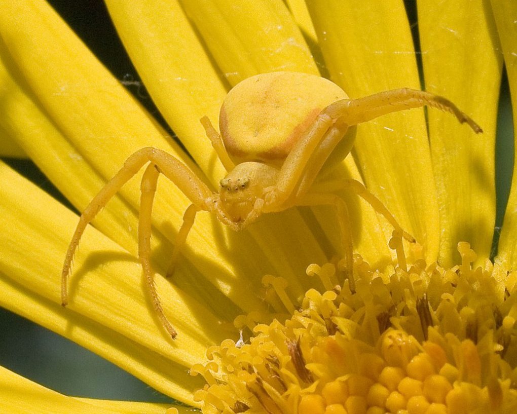 goldenrod-crab-spider