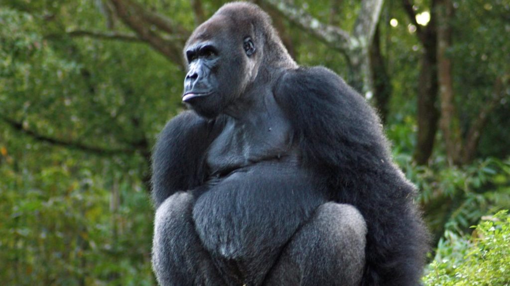 gorilla