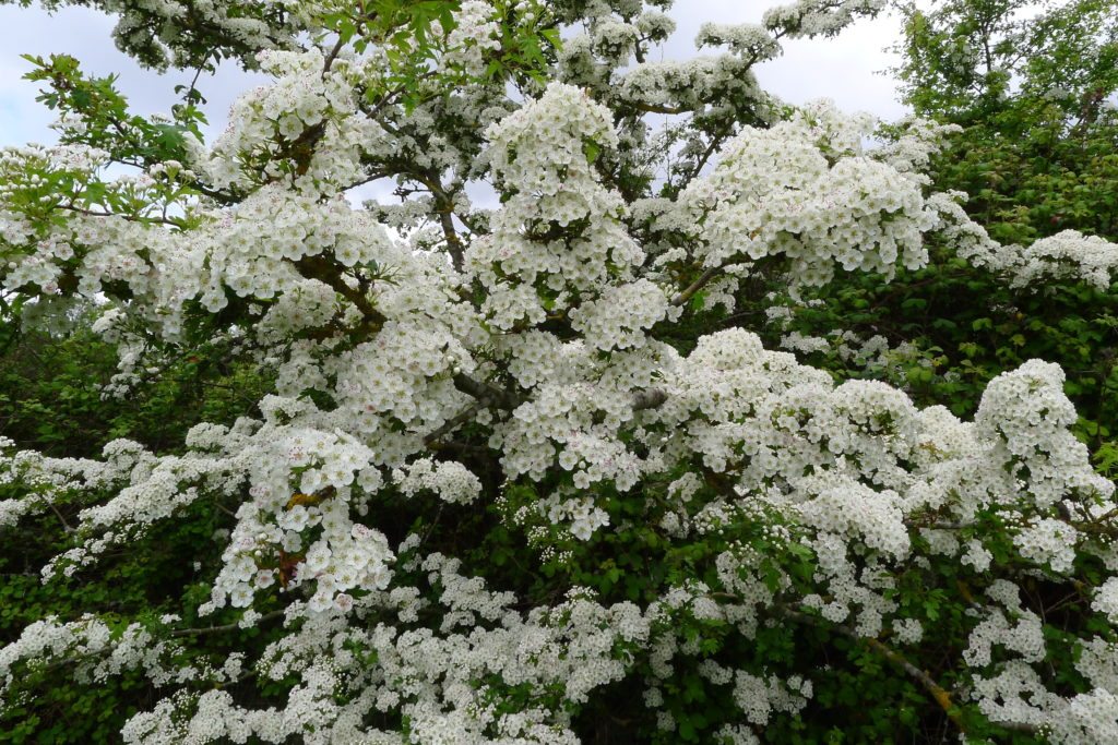 hawthorn