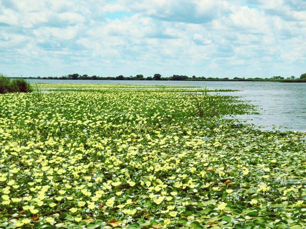 ibera-wetlands