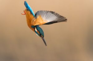 kingfisher