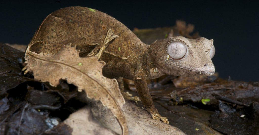 leaf-tailed-gecko