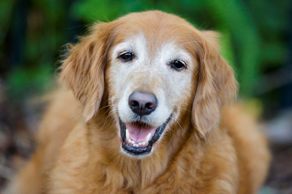 old-dog-smiling