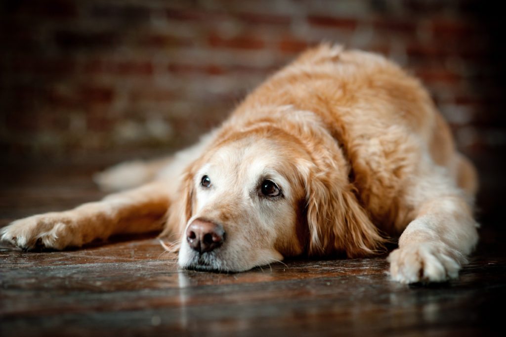 older-dog