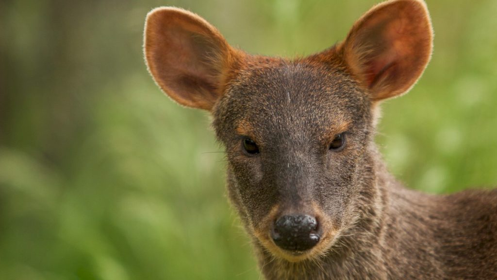 pudu