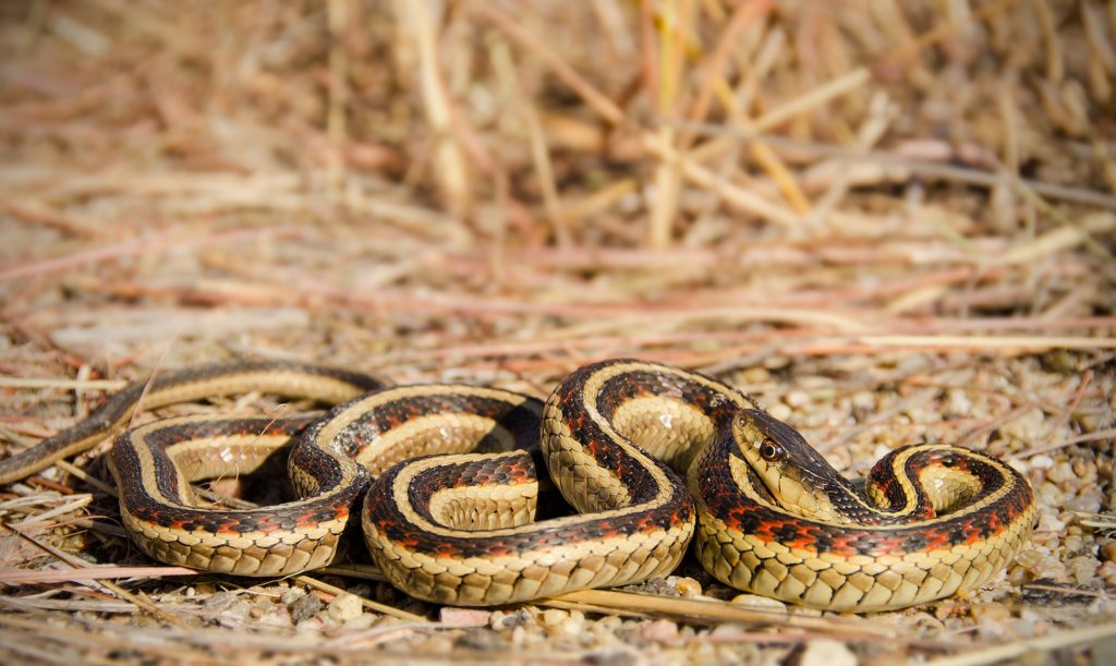 red-sided-garter-snake