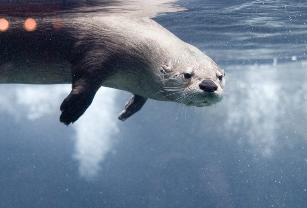Otters are expert divers with a large lung capacity for their small size, allowing them to forage underwater for up to five minutes per dive 