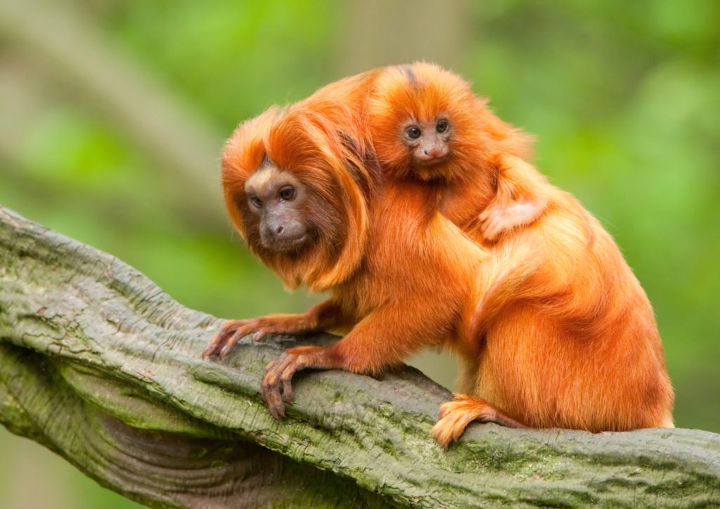 tamarin