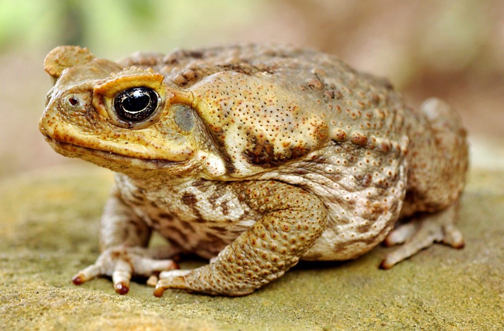 Roads are a major threat to migrating toads, which start moving after dusk when the evening rush hour is at its peak.