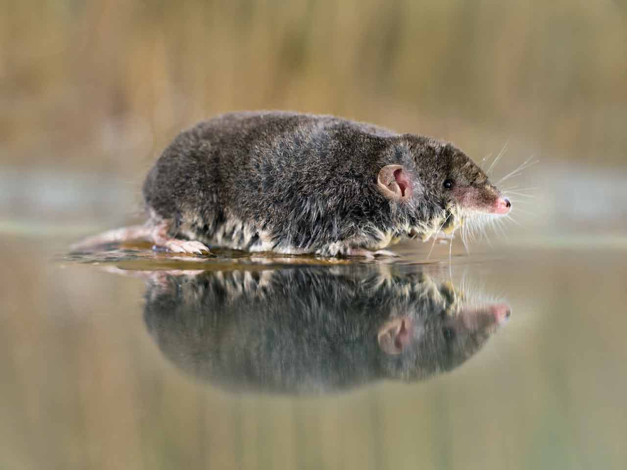 water-shrew
