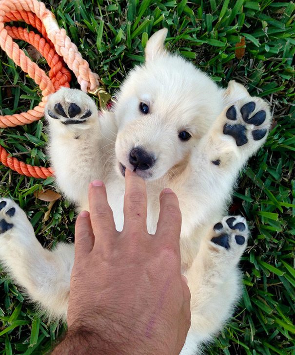 1-puppies-way-too-cute-for-the-internet