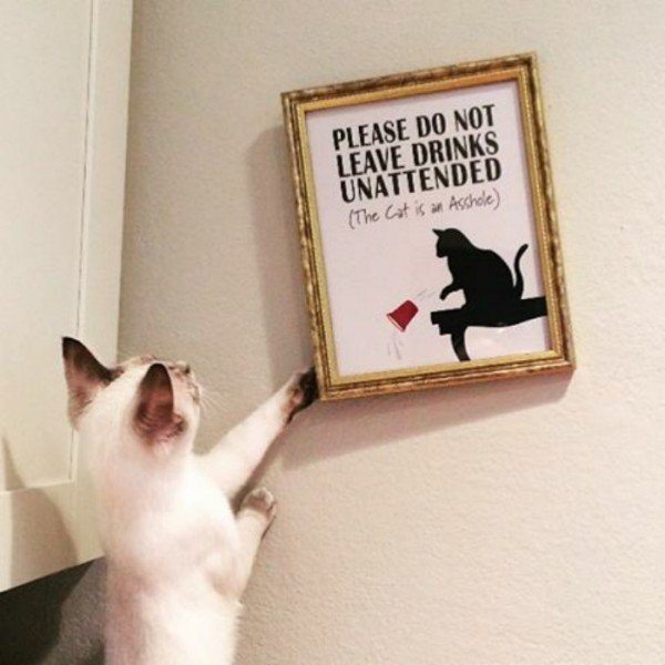 1-rebel-animals-doing-what-they-want-hilarious