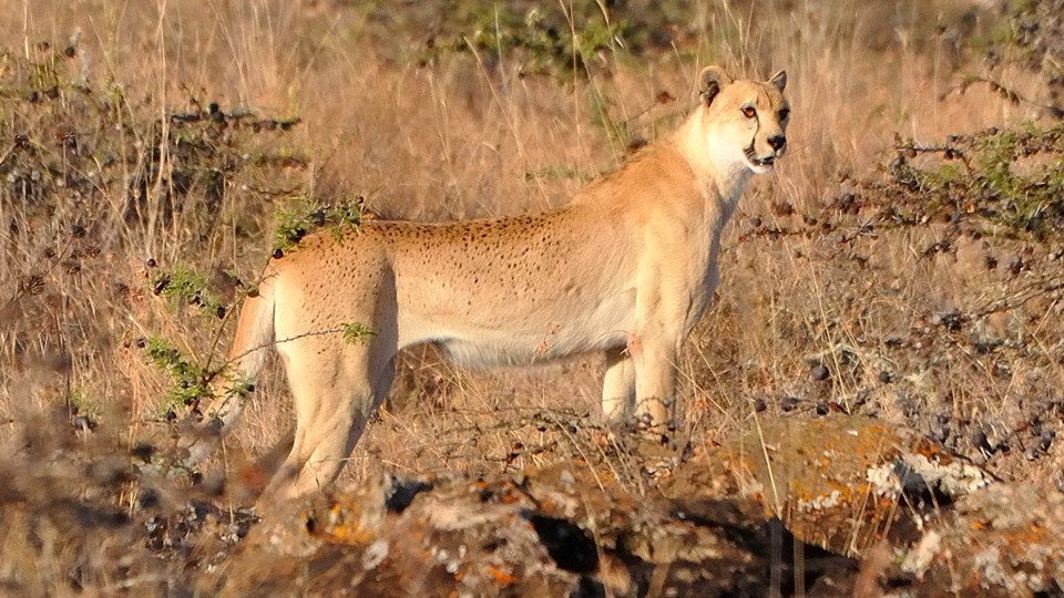 11-cute-animals-really-strange-markings