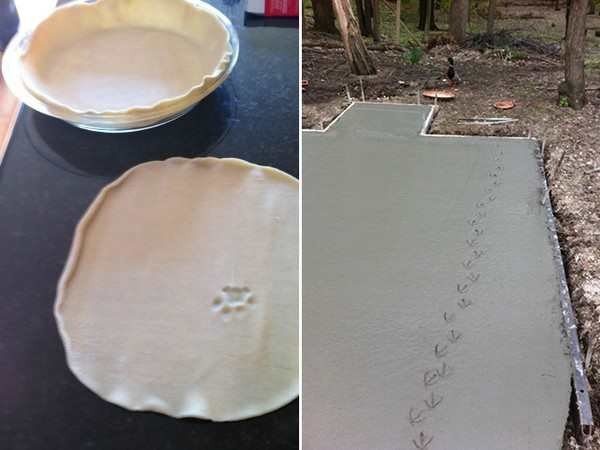 11-rebel-animals-doing-what-they-want-hilarious