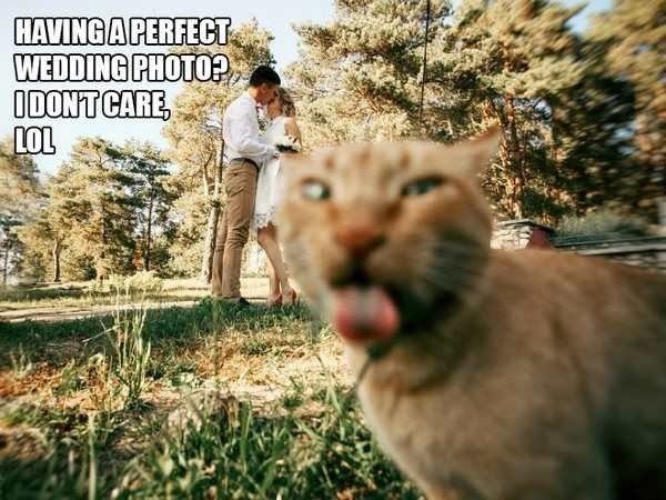 13-rebel-animals-doing-what-they-want-hilarious