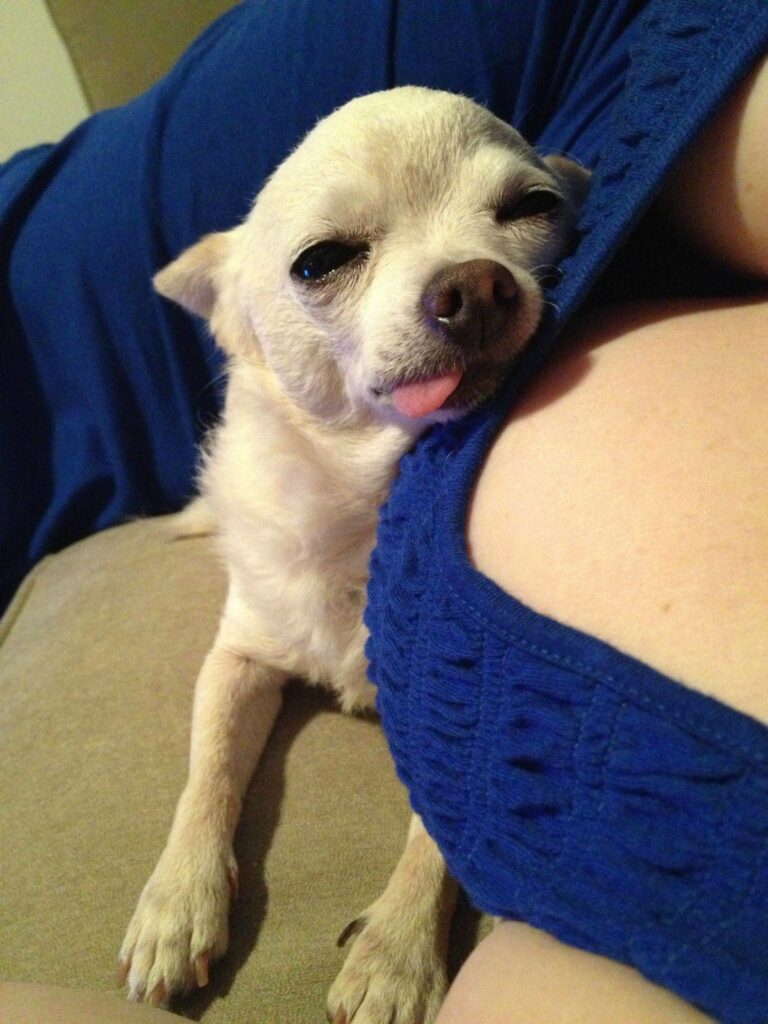 16-cute-animal-moments-with-owners