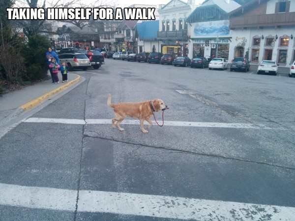 16-rebel-animals-doing-what-they-want-hilarious