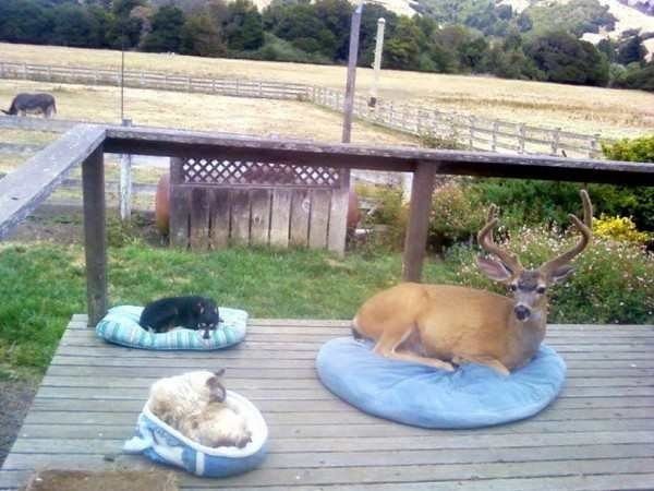 17-rebel-animals-doing-what-they-want-hilarious