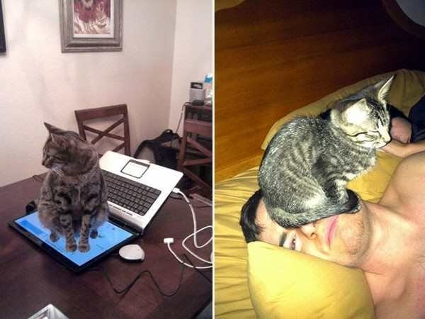 19-rebel-animals-doing-what-they-want-hilarious